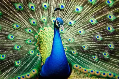 Illustration peacock - Image 1