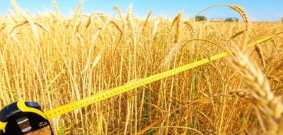 Illustration lengths - Image 1