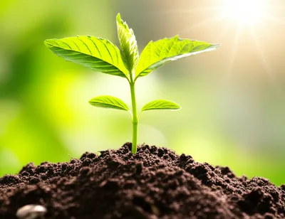 Illustration flourishes - Image 1