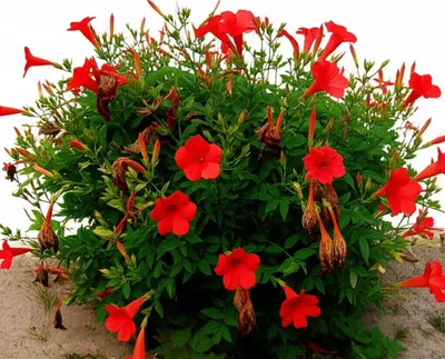 Illustration azaleas - Image 1