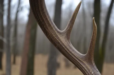 Illustration tines - Image 1