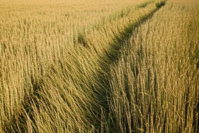 Illustration raking - Image 1