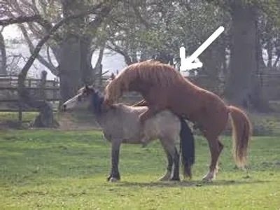 Illustration stallion - Image 2