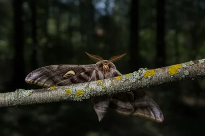 Illustration moth - Image 1