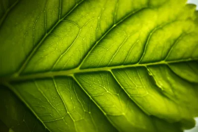 Illustration nervures - Image 1