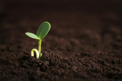 Illustration embed - Image 1