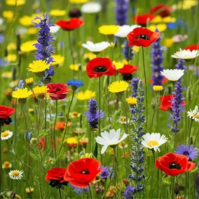 Illustration centaureas - Image 1