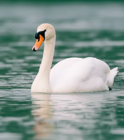 Illustration cob - Image 1