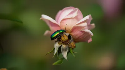 Illustration cantharides