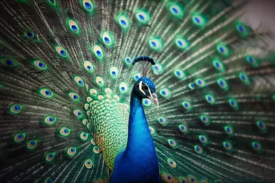 Illustration flourished - Image 1