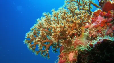 Illustration bryozoan - Image 1