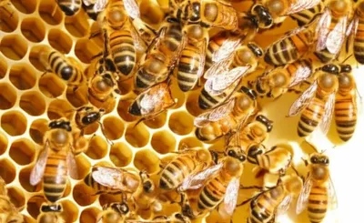 Illustration busier - Image 1