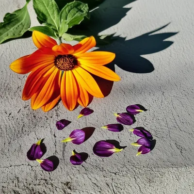 Illustration derogate - Image 1