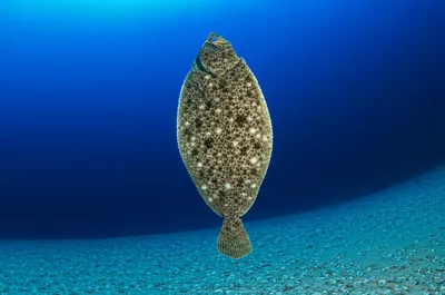 Illustration halibut