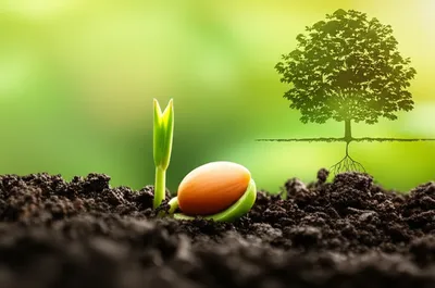 Illustration type - Image 1