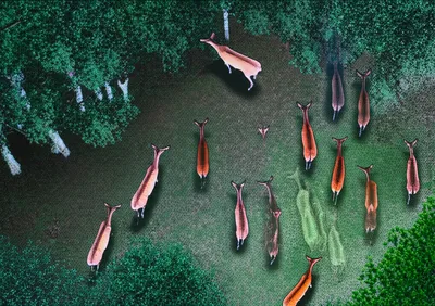 Illustration culled - Image 1