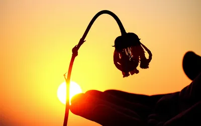 Illustration prolong - Image 1