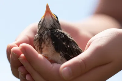 Illustration lifted - Image 1