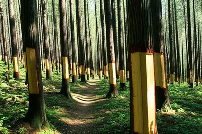 Illustration blaze - Image 1