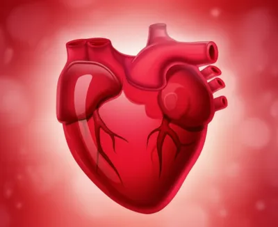 Illustration sanguine - Image 1