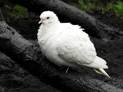 Illustration stain - Image 1