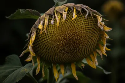 Illustration droops - Image 1