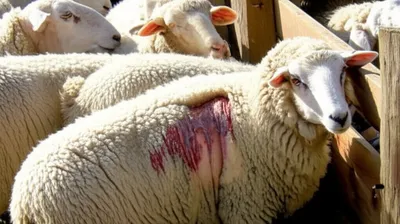 Illustration scab - Image 1