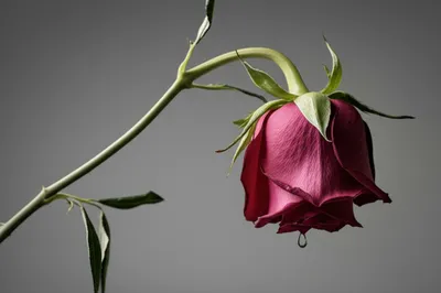 Illustration fuck - Image 1