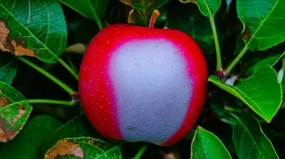 Illustration leaded - Image 1