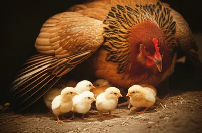 Illustration covers - Image 1