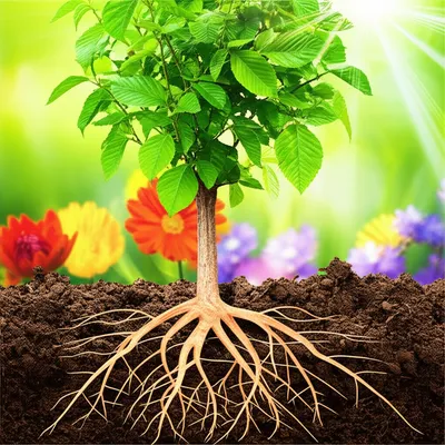 Illustration gains - Image 1