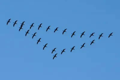 Illustration formations - Image 1