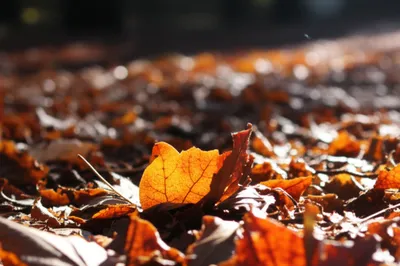 Illustration rustle - Image 1