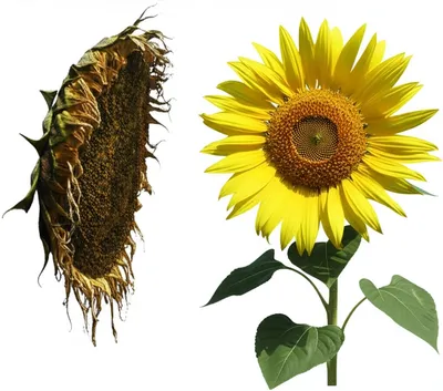 Illustration emasculate - Image 1