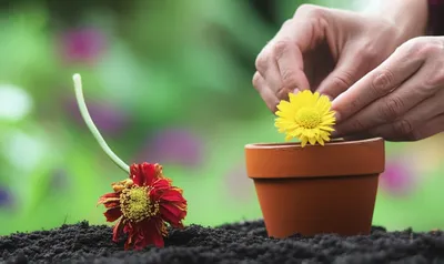 Illustration repairing - Image 1