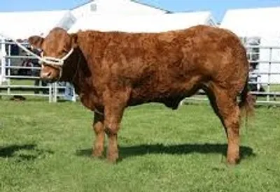 Illustration steer - Image 3