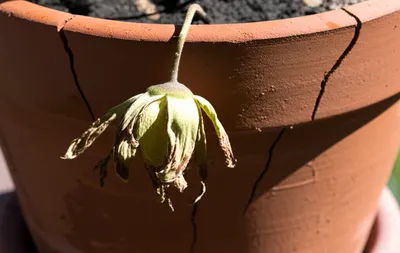 Illustration bating - Image 1