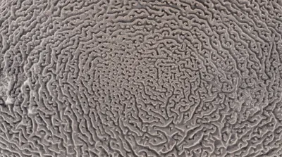 Illustration shagreen - Image 1