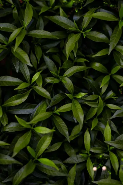 Illustration thickest - Image 2