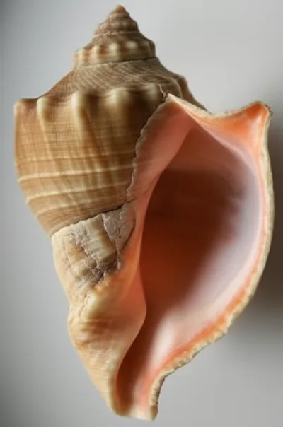 Illustration scroll - Image 1