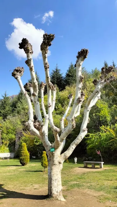 Illustration pollarded - Image 2