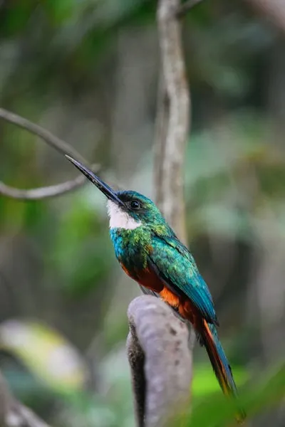 Illustration jacamar - Image 2