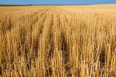 Illustration stubble - Image 1