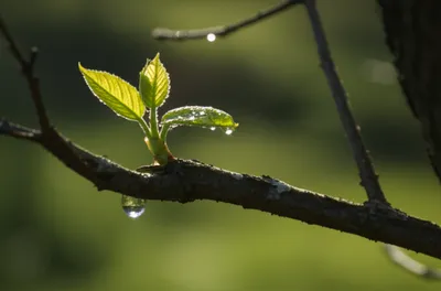 Illustration gems - Image 1