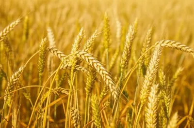 Illustration nods - Image 1