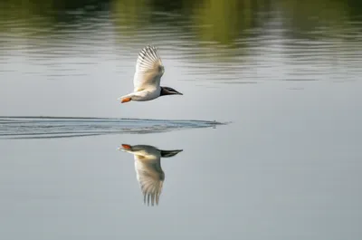 Illustration shaved - Image 1