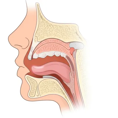 Illustration palatal - Image 1