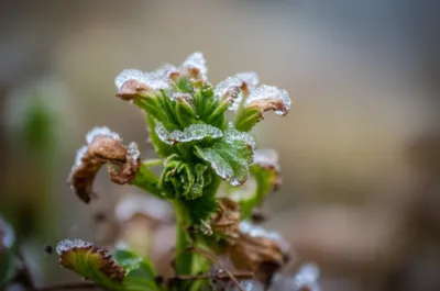 Illustration nip - Image 1