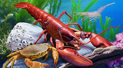 Illustration crustaceans