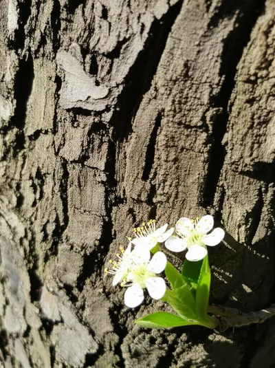 Illustration dogwoods - Image 2